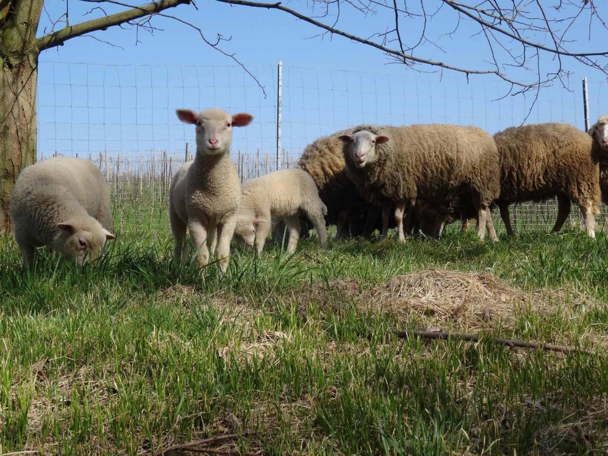 Biohof Buschmuehle Lägenhet Konigsfeld  Exteriör bild